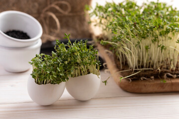 Fresh micro greens on a wooden table. Microgreens of arugula and cress.