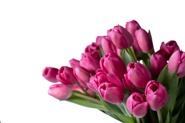 isolated pink tulip flowers on white background