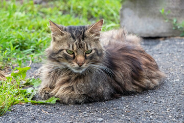 Naklejka na ściany i meble Brown fluffy cat lies in the garden on the alley, the cat is resting
