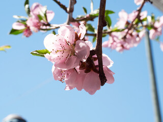 Urban spring garden peach flower blooms