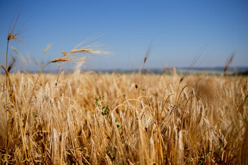 Fototapeta premium Gold Wheat Field. Beautiful Nature Sunset Landscape. Background of ripening ears of meadow wheat field. Concept of great harvest and productive seed industry