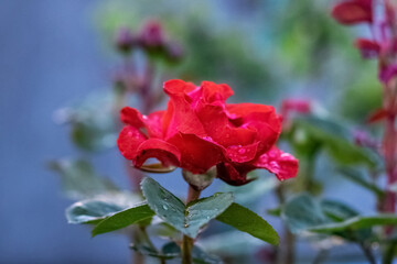 Red rose with raindrops on petals in the garden on a blue background