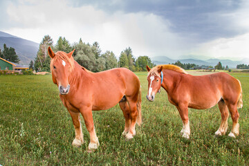 caballos marrones pastando en prado verde