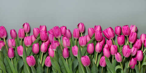 Closeup of beautiful pink Tulip flowers on a dark green background. Spring-summer holiday