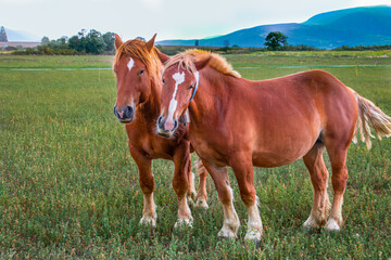 caballos marrones pastando en prado verde
