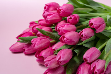 Closeup of beautiful pink Tulip flowers on a background. Spring-summer holidays celebration