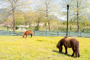 Naklejka premium pony is walking. Stallion horses in a paddock on a ranch or farm. Homemade life 