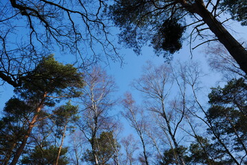 look into the treetops of a spring forest with blue sky and sunshine