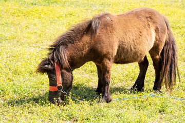 pony is walking. Stallion horses in a paddock on a ranch or farm. Homemade life

