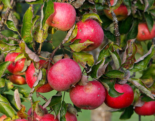 Apfelbaum im Herbst in der Steiermark