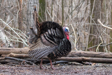 A male wild turkey in full strutting display