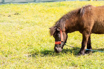 pony is walking. Stallion horses in a paddock on a ranch or farm. Homemade life
