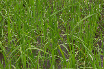 Indonesien: Im  Reisfeld