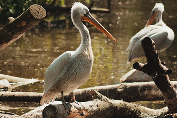 Pelican on a rock, big bird in nature