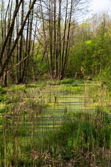 Summer in the forest swamp