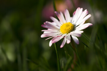 Obraz premium Gänseblümchen