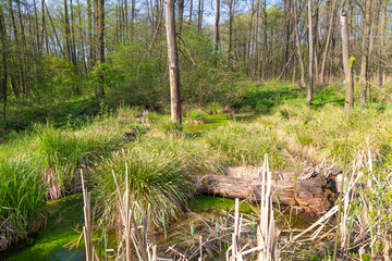 Summer in the forest swamp
