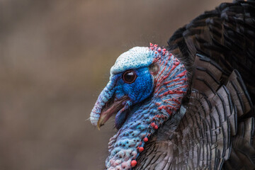 A male wild turkey in full strutting display