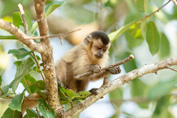 Hooded capuchin monkey (Cebus apella cay)