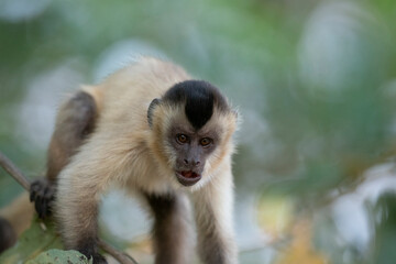 Hooded capuchin monkey (Cebus apella cay)