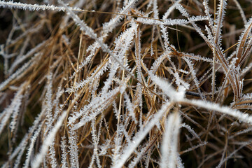 Frosting. Hoarfrost on the dry grass.