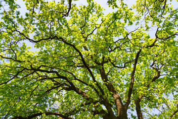 Oak leaves on tree  at summer.