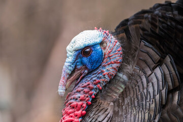 A male wild turkey in full strutting display