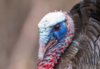 Obraz premium A male wild turkey in full strutting display