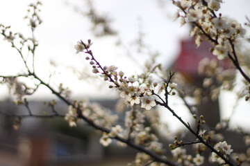 spring flowers on the tree.