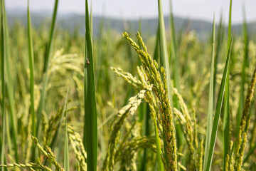 Reis: Ähren im Wind in Asien