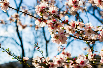 Almond tree flowers and branch, spring tree view