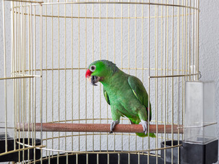 A large green Amazon parrot sits on a perch in a cage. The interested, sly look of a parrot