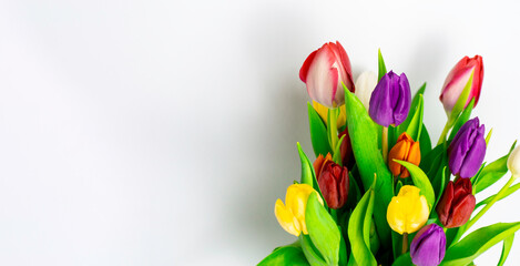bouquet of colourful tulip flower on natural white background. Spring bud bouquet creative frame design. Text space. Banner