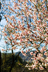 Almond tree flowers and branch, spring tree view