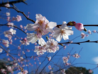 bellissima vista di romantici rami fioriti in primavera