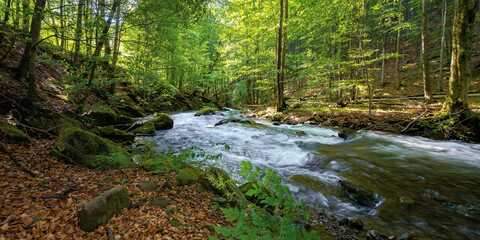 Fototapeta na wymiar mountain stream runs through forest. spring nature scenery on a sunny day. rapid water flows among the rocks. beech trees on the shore in lush green foliage
