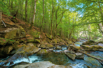 Obraz premium mountain stream runs through forest. spring nature scenery on a sunny day. rapid water flows among the rocks. beech trees on the shore in lush green foliage