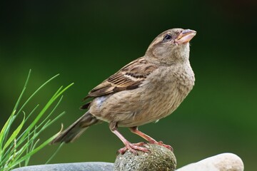  Juvenile House sparrow, Passer domesticus, on stones with grass. Czechia. Europe
