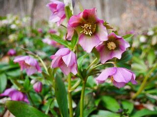 Obraz premium Die Schneerose in der Farbe lila, auch Christrose genannt, aus der Gattung der Nieswurze, in ihrer natürlichen Umgebung im Wald.