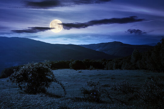 green grass on the meadow in mountains at night. summer carpathian countryside in full moon light. rosebush on the hill. beech forest in the distance. clouds on the blue sky