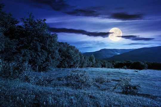 green grass on the meadow in mountains at night. summer carpathian countryside in full moon light. rosebush on the hill. beech forest in the distance. clouds on the blue sky