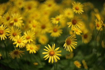Yellow flowers of Leopard's Bane ,Doronicum orientale, in garden.