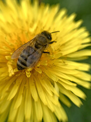 Close up shot of a bee covered with yellow pollen on a dandelion flower