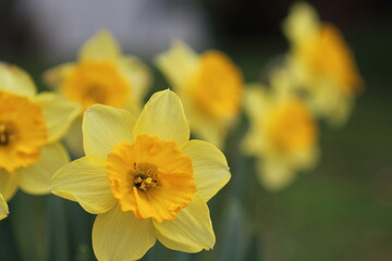 Yellow Daffodils in Spring