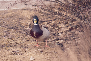 A drake walks on yellow grass in spring.