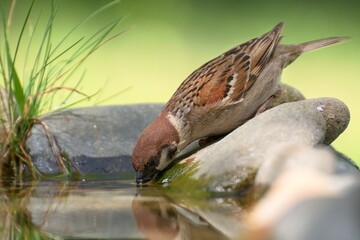 Tree sparrow (Passer montanus) drinks water.