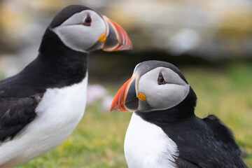 Two puffins with colourful beaks.