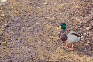 A drake walks on yellow grass in spring.