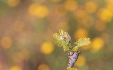 Germogli di vigna
