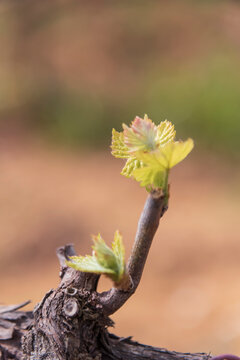 Germogli di vigna